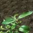 Corkwood (Leitneria floridana)